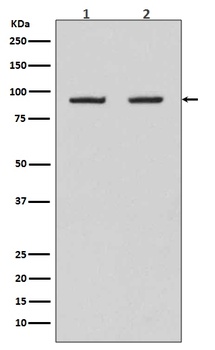 Anti-Hsp90 beta HSP90AB1 Rabbit Monoclonal Antibody
