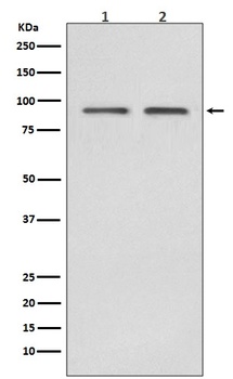 Hsp90 beta HSP90AB1 Rabbit Monoclonal Antibody