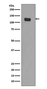 Anti-Integrin alpha 6 ITGA6 Rabbit Monoclonal Antibody