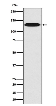 Anti-Myosin light chain kinase MYLK Rabbit Monoclonal Antibody