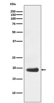 eIF5A Rabbit Monoclonal Antibody
