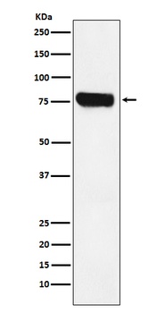 HEC1 NDC80 Rabbit Monoclonal Antibody