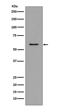 Anti-CCR3 Rabbit Monoclonal Antibody