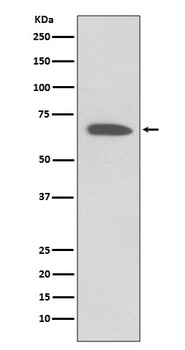 KCNA1/Kv1.1 Rabbit Monoclonal Antibody
