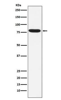 IKBKE Rabbit Monoclonal Antibody