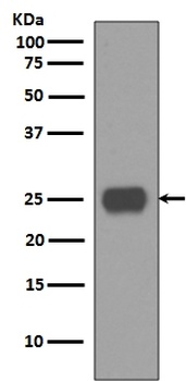 CD90 / Thy1 Rabbit Monoclonal Antibody