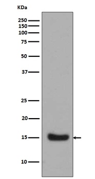 Midkine MDK Rabbit Monoclonal Antibody