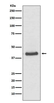 JunB Rabbit Monoclonal Antibody