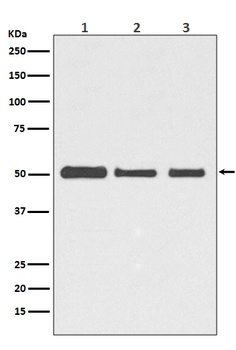 Anti-beta III Tubulin TUBB3 Rabbit Monoclonal Antibody