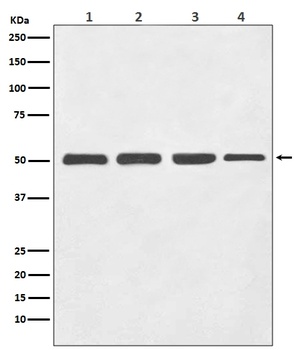 Anti-beta III Tubulin TUBB3 Rabbit Monoclonal Antibody
