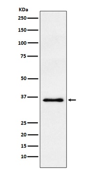 WDR5 Rabbit Monoclonal Antibody