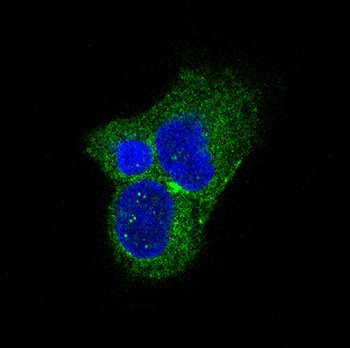 Anti-Tyrosine Hydroxylase TH Rabbit Monoclonal Antibody