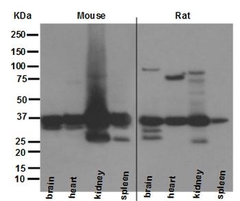 HTRA2/Omi Rabbit Monoclonal Antibody