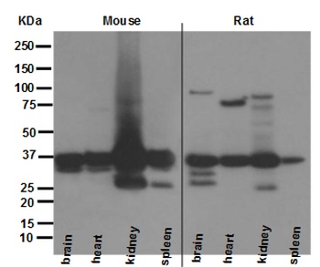 Anti-HTRA2/Omi Rabbit Monoclonal Antibody