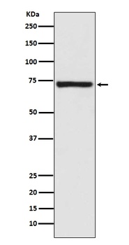 Calpain 1 CAPN1 Rabbit Monoclonal Antibody