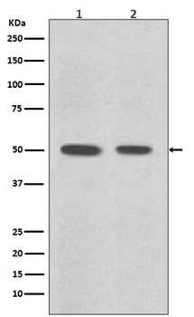 Desmin Rabbit Monoclonal Antibody
