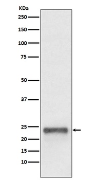 Ubiquitin D UBD Rabbit Monoclonal Antibody