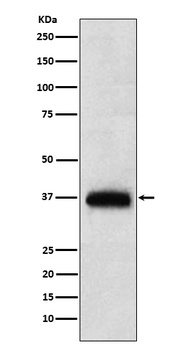 CD7 Rabbit Monoclonal Antibody