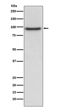 PROX1 Rabbit Monoclonal Antibody