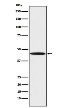 PEDF Rabbit Monoclonal Antibody