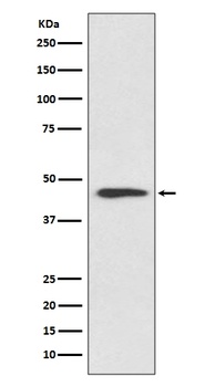Cyclin B2 CCNB2 Rabbit Monoclonal Antibody