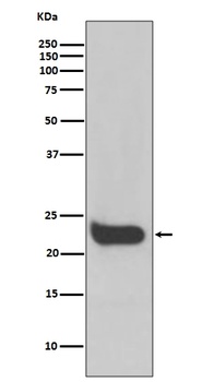 Interferon beta Rabbit Monoclonal Antibody