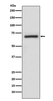 A-RAF/RAF Rabbit Monoclonal Antibody