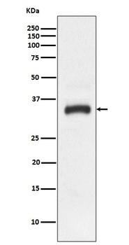 JAM1 Rabbit Monoclonal Antibody