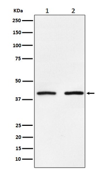 SMYD3 Monoclonal Antibody