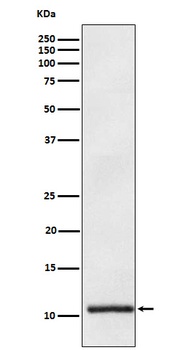 Apolipoprotein A II APOA2 Monoclonal Antibody