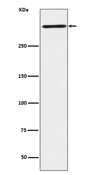 Reelin Rabbit Monoclonal Antibody