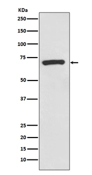 CD73 Rabbit Monoclonal Antibody