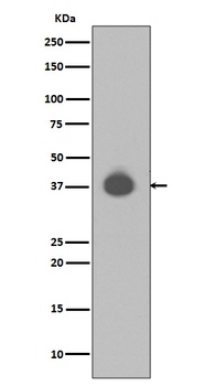 Anti-DUSP6/Mkp 3 Rabbit Monoclonal Antibody