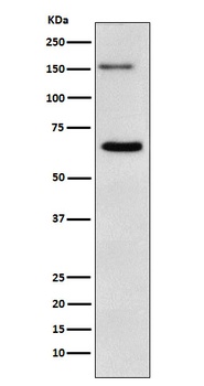 NUP153 Monoclonal Antibody