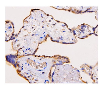 ADK Antibody (monoclonal, 7F4)