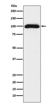CD276/B7 H3 Rabbit Monoclonal Antibody