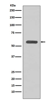 STK3/Mst2 Rabbit Monoclonal Antibody