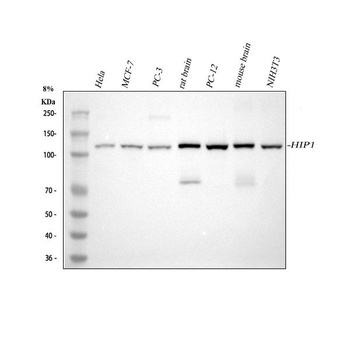 HIP1 Monoclonal Antibody