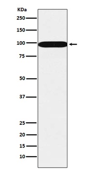 SFPQ Rabbit Monoclonal Antibody