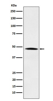 Nck NCK1 Rabbit Monoclonal Antibody