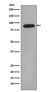 HIF-1 beta ARNT Rabbit Monoclonal Antibody