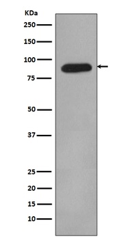 Anti-HIF-1 beta ARNT Rabbit Monoclonal Antibody