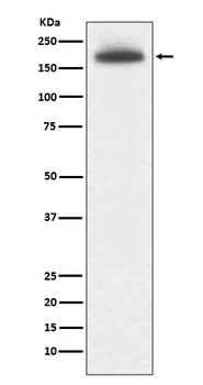 MRC1/Cd206 Rabbit Monoclonal Antibody