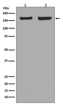 EEA1 Rabbit Monoclonal Antibody