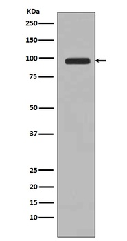 Anti-PI 3 Kinase Class 3 PIK3C3 Rabbit Monoclonal Antibody