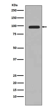 PI 3 Kinase Class 3 PIK3C3 Rabbit Monoclonal Antibody