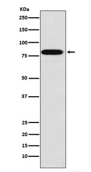 Zyxin Rabbit Monoclonal Antibody