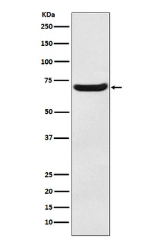 EAAT3 Rabbit Monoclonal Antibody