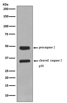 Caspase-2 CASP2 Rabbit Monoclonal Antibody