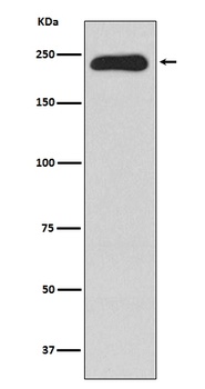 MYH11 Rabbit Monoclonal Antibody